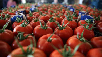 Türkiye'den 5 şirket daha domates ihraç edebilir
