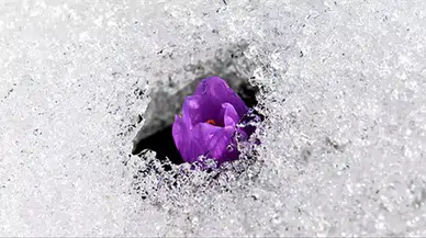 Birkaç gün içinde ciddi soğuma! Tam bahar geliyor derken…