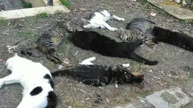 Antalya'da kedi katliamı