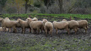 Balıkesir Büyükşehir'den Çiftçiye Destek: 100 Hayvana Yüzde 100 Hibe Dağıtımı Başladı