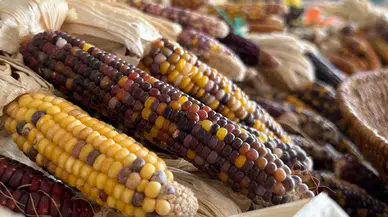 Balıkesir'de Ata Tohumları ile Yerel Sebze Çeşitliliği Artıyor