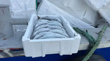 Karadeniz'de Palamut 35 TL'ye Düştü! Balıktan Pahalı Strafor Kasa Şaşırttı: Tanesi 100 TL
