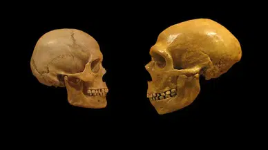 Homo Sapiens'in tarihi yeniden yazılıyor: Afrika dışındaki en eski insan fosili bulundu