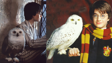 Harry Potter Geri Dönüyor! Hogwarts'a Dönüş İçin Geri Sayım Başladı