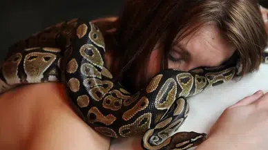 Her gece yılanla uyuyordu! Yılan yemek yemeyi bırakınca veterinere götüren kadın hayatının şokunu yaşadı