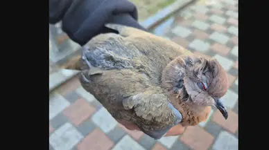 İzmir’de sağanakta umut veren kurtarma: Mahsur kalan hayvanlar böyle kurtarıldı