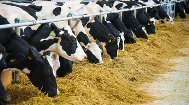 CHP'li Ayhan Barut: “İthalat arttı, ne üretici ne tüketici rahatladı”