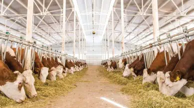 CHP'li Gürer: “3 yılda 112 bin hayvancılık işletmesi kapandı”