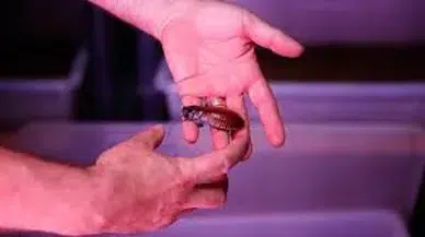 Hamam böceğinin tanesini 4 liradan satıyor