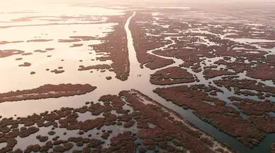 İzmir Körfezi’nde deniz marulu alarmı: Uzmanlara göre kalıcı çözüm Gediz Havzası’nda