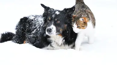 Antalya'da 12 köpek ve 2 kediyi zehirle katlettiler