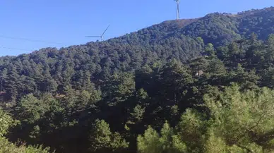 Altın madeni için Madra Dağı'nda 66 bin ağaç kesilecek