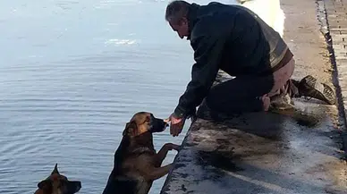 Denize düşen köpeği, ardından atlayan köpek kıyıya getirdi