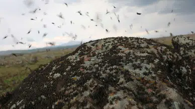 Siverek'te çekirge istilası