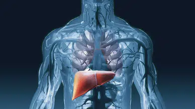 Karaciğer Sağlığını Korumak İçin Ne Yapmalıyız? Karaciğer Hastalıkları Nelerdir? Karaciğer Anatomisi