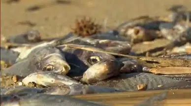 Karadere'de Balık Ölümleri