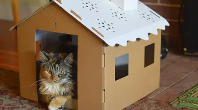 Kedi evi yapmak isteyen Alper Engeler'i öldüren zanlı tutuklandı