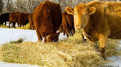Deprem Mağduru Yetiştiricilere Destek: 600 Bin TL Faizsiz Kredi!