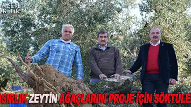 ASIRLIK ZEYTİN AĞAÇLARINI PROJE İÇİN SÖKTÜLER