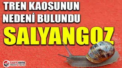 Japonya'da tren kaosunun nedeni bulundu: Salyangoz
