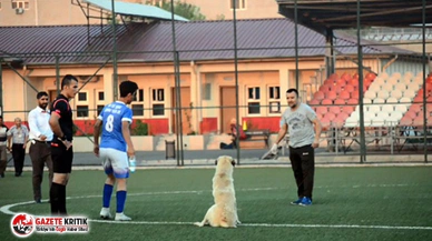 Oyun oynamak isteyen köpek sahaya girince maça ara verildi