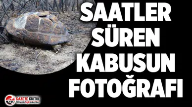 Marmara Adası'nda saatler süren kabus ! 80 hektar kül oldu
