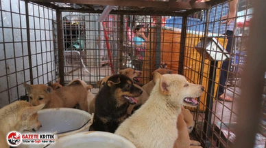 Koronavirüsün yayıldığı Çin'de hayvan katliamı: 'Köpek Eti Festivali' tüm tepkilere rağmen başladı