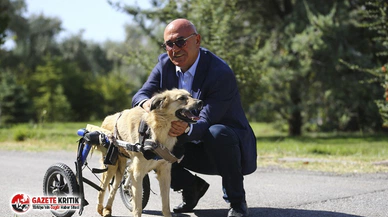 CHP'li Tanal: 'Hayvanları Devletten Korumalıyız'