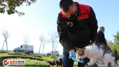 Kartal Belediyesi, 4 Günlük Kısıtlamada Sokak Hayvanlarını Unutmadı