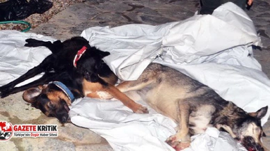 Milas’ta 7 köpek öldürüldü