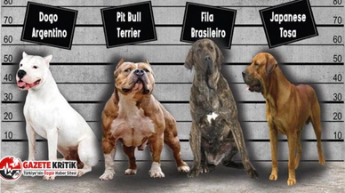 Bu köpekleri sahiplenen 11 bin lira ceza ödeyecek