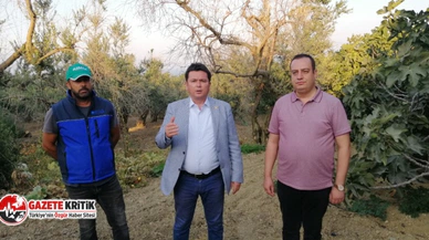 CHP'li Aydın:  Dondan Zeytin Ağaçları Yanan Çepni Köylülerin Zararı 8 Aydır Karşılanmadı