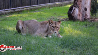 Tarsus Doğa Parkı’na İki Aslan Daha Geldi