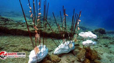 Bodrum'da Sualtı Fotoğraf Yarışması başlıyor
