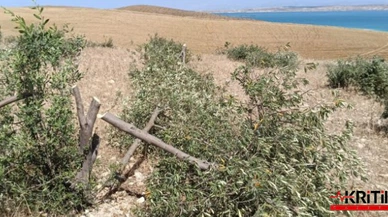 "GÖREVİ ZEYTİN AĞACINI KORUMAK OLAN KURUM SUÇ İŞLEDİ"
