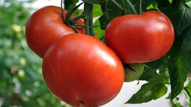 Domatesin fiyatı yeniden artışa geçti