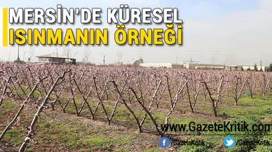 Mersin'de küresel ısınmanın örneği