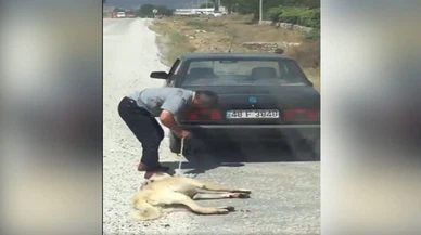 Otomobilin arkasına bağlanan köpeğin çalıntı olduğu iddiasına soruşturma