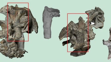 Yeni Zelanda'da sahilde bulundu! Kimse inanamadı…