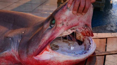 Mersin'de 5 metrelik köpek balığı balıkçıların ağına takıldı