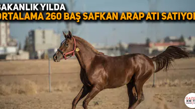 CHP'li Gürer: Bakanlık yılda ortalama 260 baş safkan Arap atı satıyor