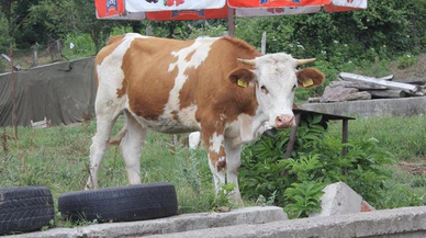 Kurban Bayramı öncesi şarbon paniği