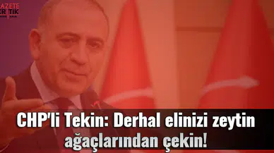 CHP'li Tekin: Derhal elinizi zeytin ağaçlarından çekin!
