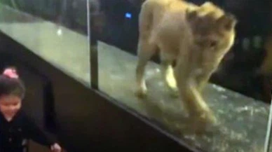 Nargile kafe hayvanat bahçesi çıktı!