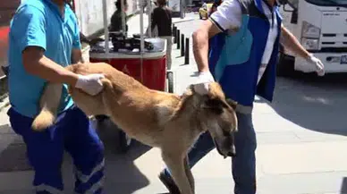Gezi Parkı'nda AKP belediyesi köpeklere saldırdı, esnafı tehdit etti