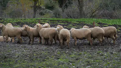 Balıkesir Büyükşehir'den Çiftçiye Destek: 100 Hayvana Yüzde 100 Hibe Dağıtımı Başladı