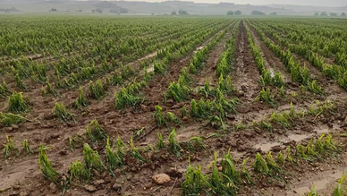 GUİD Başkanı Güneş: Çiftçiye Su, Destek ve Ucuz Kredi Şart