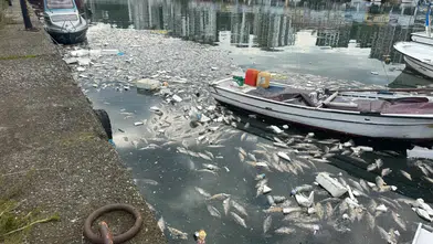 3 Tanesi 100 Liradan Satılıyor! Palamut Bolluğu Limanı Balık Mezarlığına Çevirdi