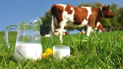 Ağustos ayı süt üretiminde inek sütü azaldı, yoğurt ve ayran üretimi arttı