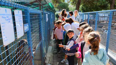 Bodrum Belediyesi, sokak hayvanları için bakım merkezlerini yeniliyor ve kısırlaştırma hizmetlerini artırıyor.